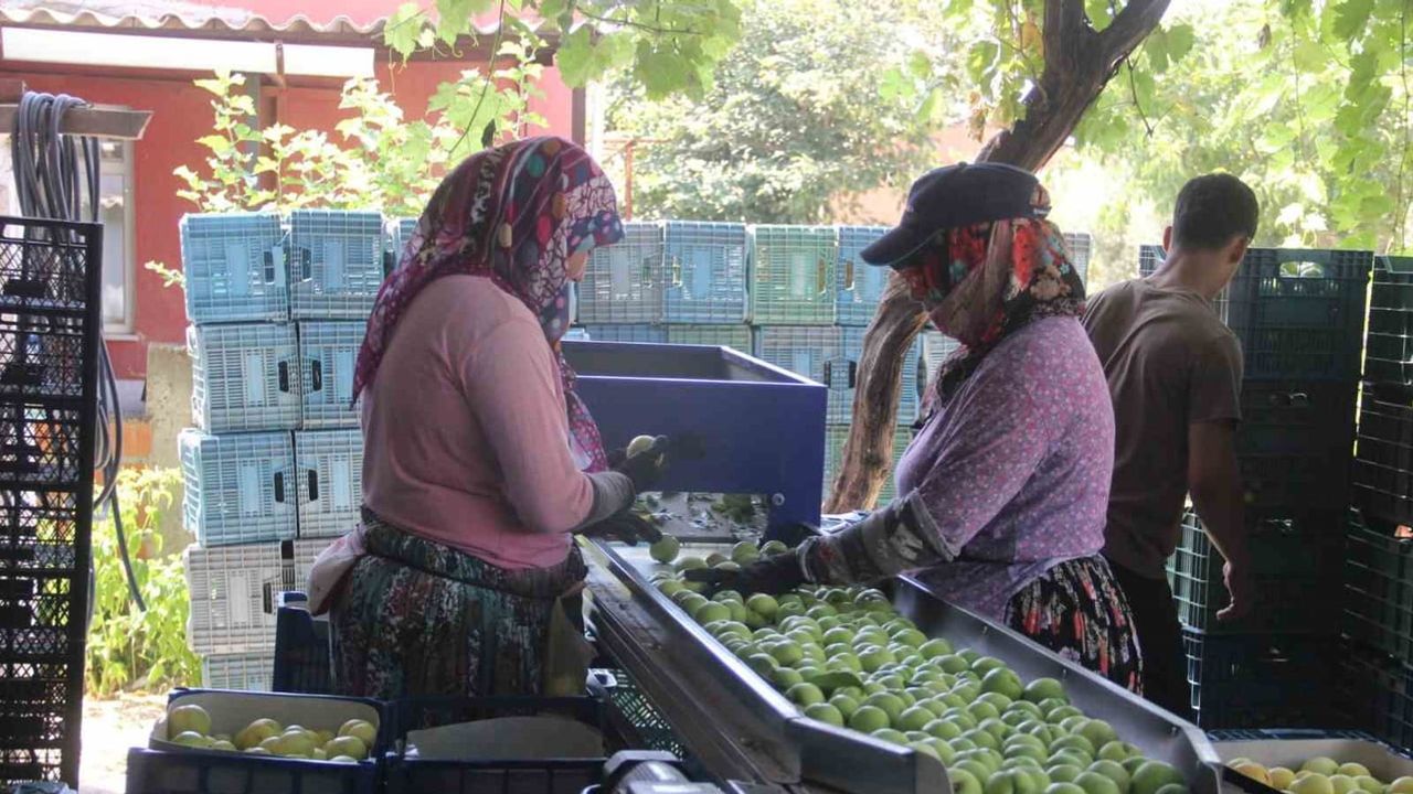 Bayramiç beyazı: Kaz Dağları aromasıyla bu sezon 10 bin ton hedefi