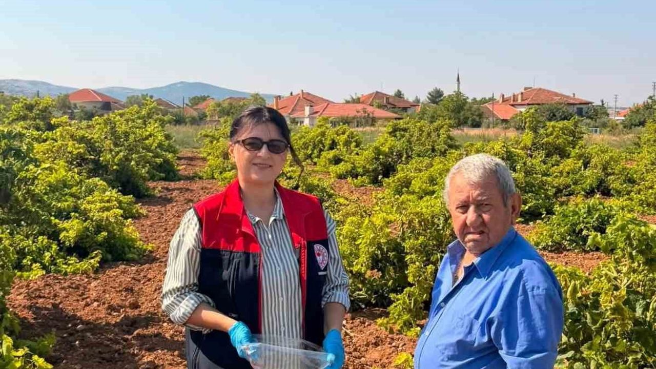Bekilli'de bağlarda pestisit testi için numune seferberliği
