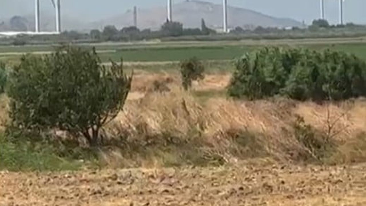 Bergama'da bir rüzgar gülü yangınla hasar gördü