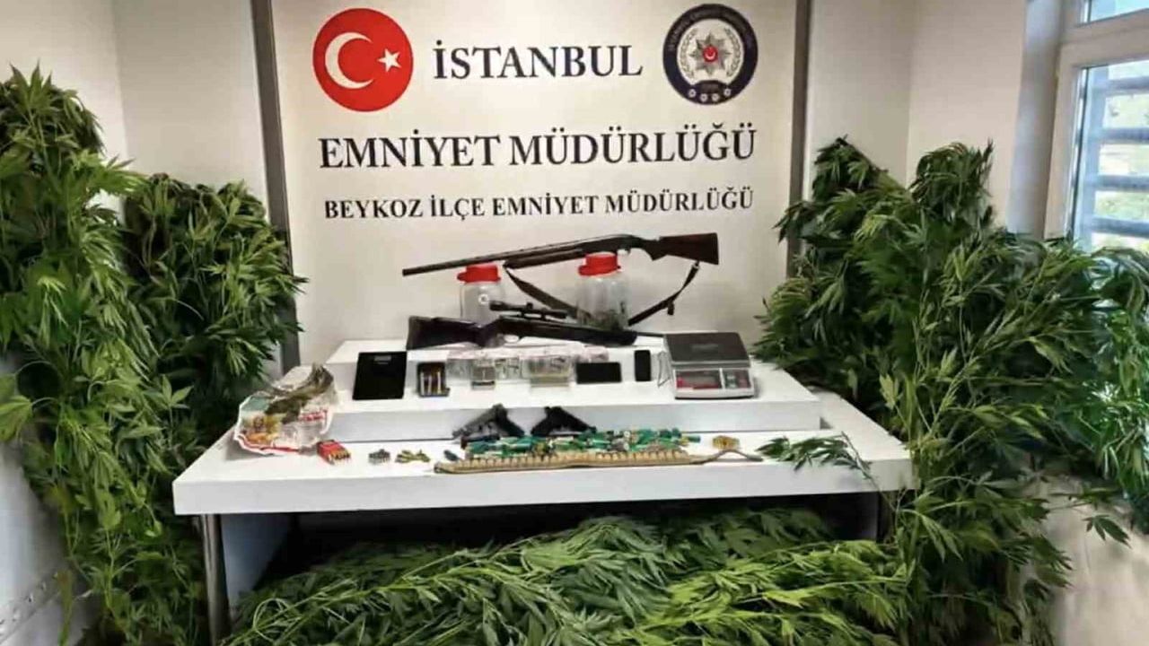 Beykoz'da ikamete düzenlenen operasyonda kenevir bahçesi ve silahlar ortaya çıkarıldı