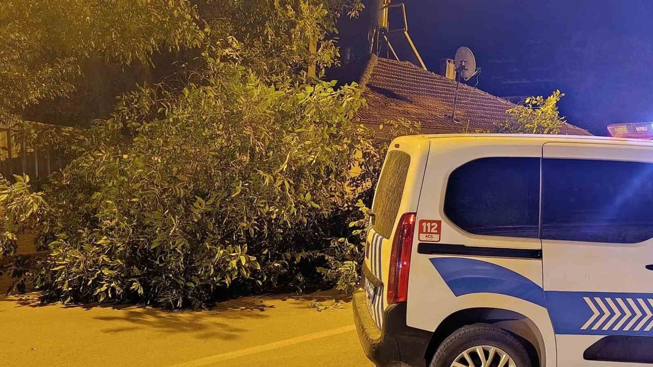 Beyşehir'de ceviz ağacının dalları caddeyi kapattı