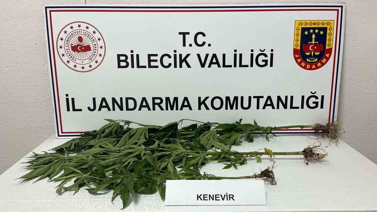 Bilecik'te kovaların içine saklanmış kenevir ekimi tespit edildi