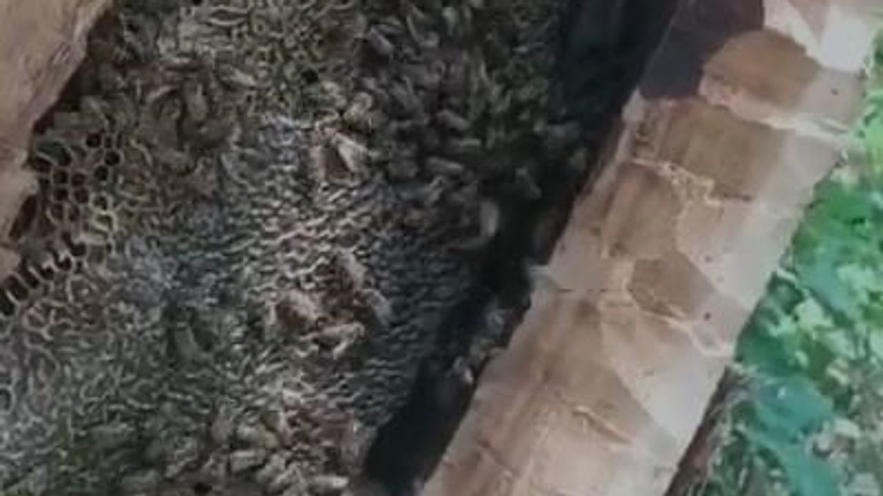 Bingöl ormanında ağacın kovuğundan çıkan doğal bal ilgi gördü