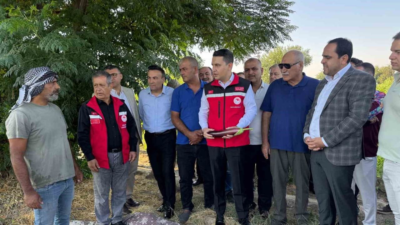 Birecik'te patlıcan yılı: tescilli üründe hasat zamanı