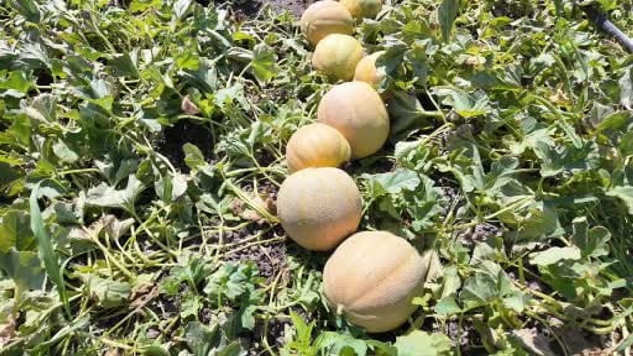 Birlikte üretim ve dayanışma: 100 ton kavun depremzedelere dağıtıldı