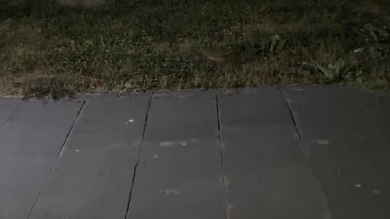 Bitlis'te gece kaydı: nadir arap tavşanı kent eşiğinde görüldü
