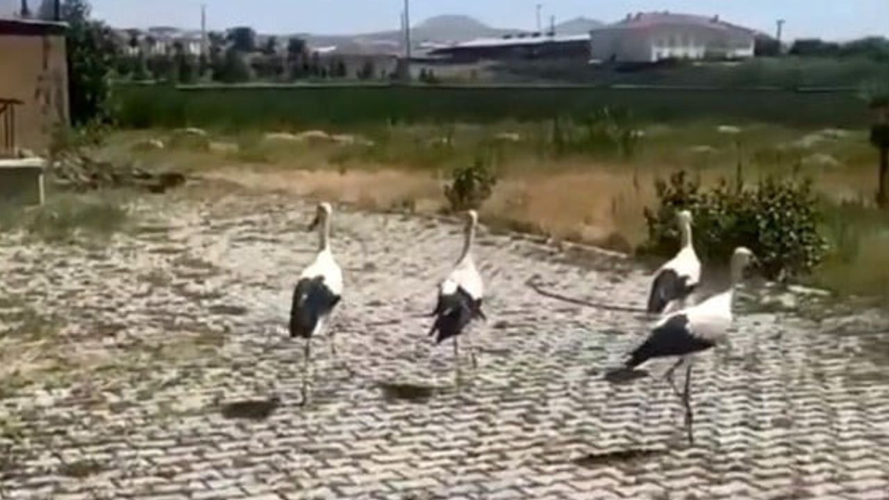 Bitlis'ten yeniden göçe: tedaviyle sağlığına kavuşan leylekler doğaya salındı