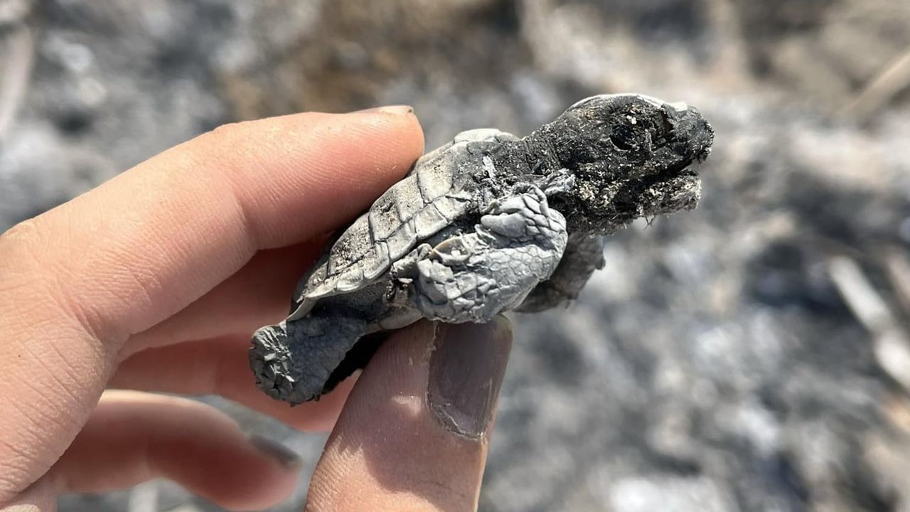 Boğazkent sahilinde yakılan ateş yavru carettanın ölümüne yol açtı