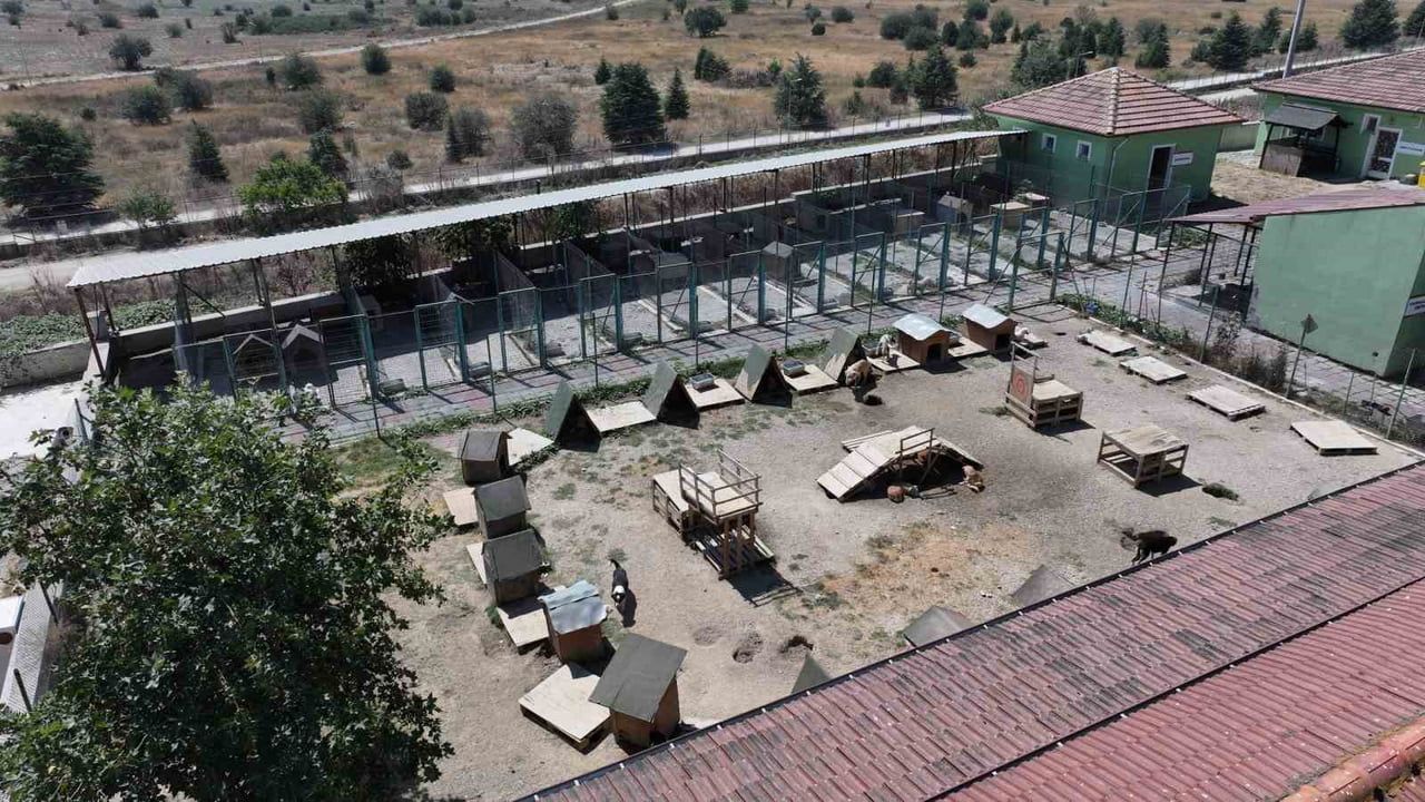 Bolu'da 621 can yeni yuva buldu: belediyenin 8 aylık sahiplendirme raporu