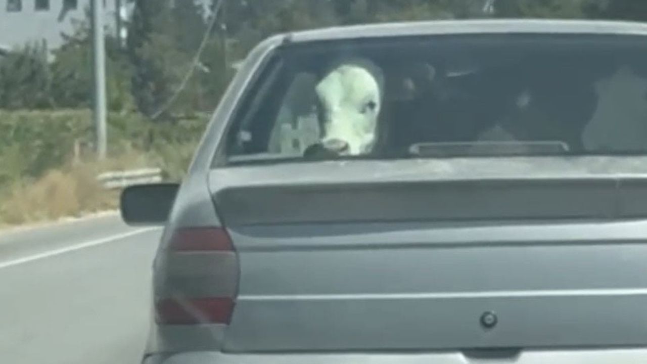 Bolu'da arka koltukta şehir turu: buzağı trafikte ilgi odağı oldu