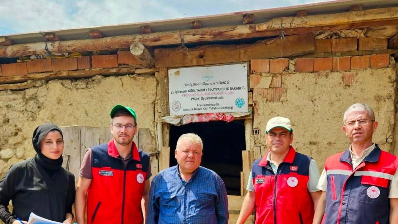 Bolvadin'de küçükbaş ıslahı saha çalışmaları sürüyor