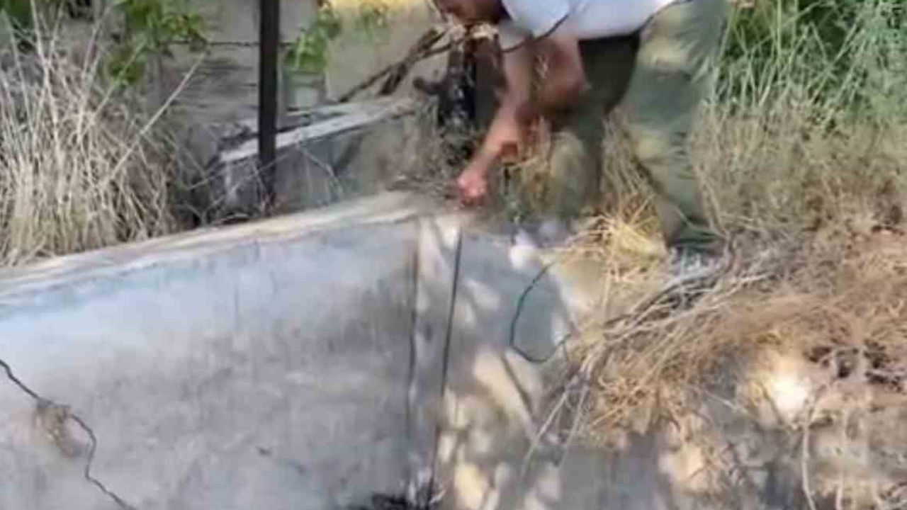 Boş sulama havuzundan kurtarılan nesli tehlikedeki oklu kirpi Elazığ'da doğaya geri bırakıldı