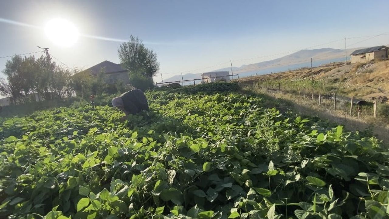 Bostan bereketi Patnos'ta kışı sofralara taşıyor