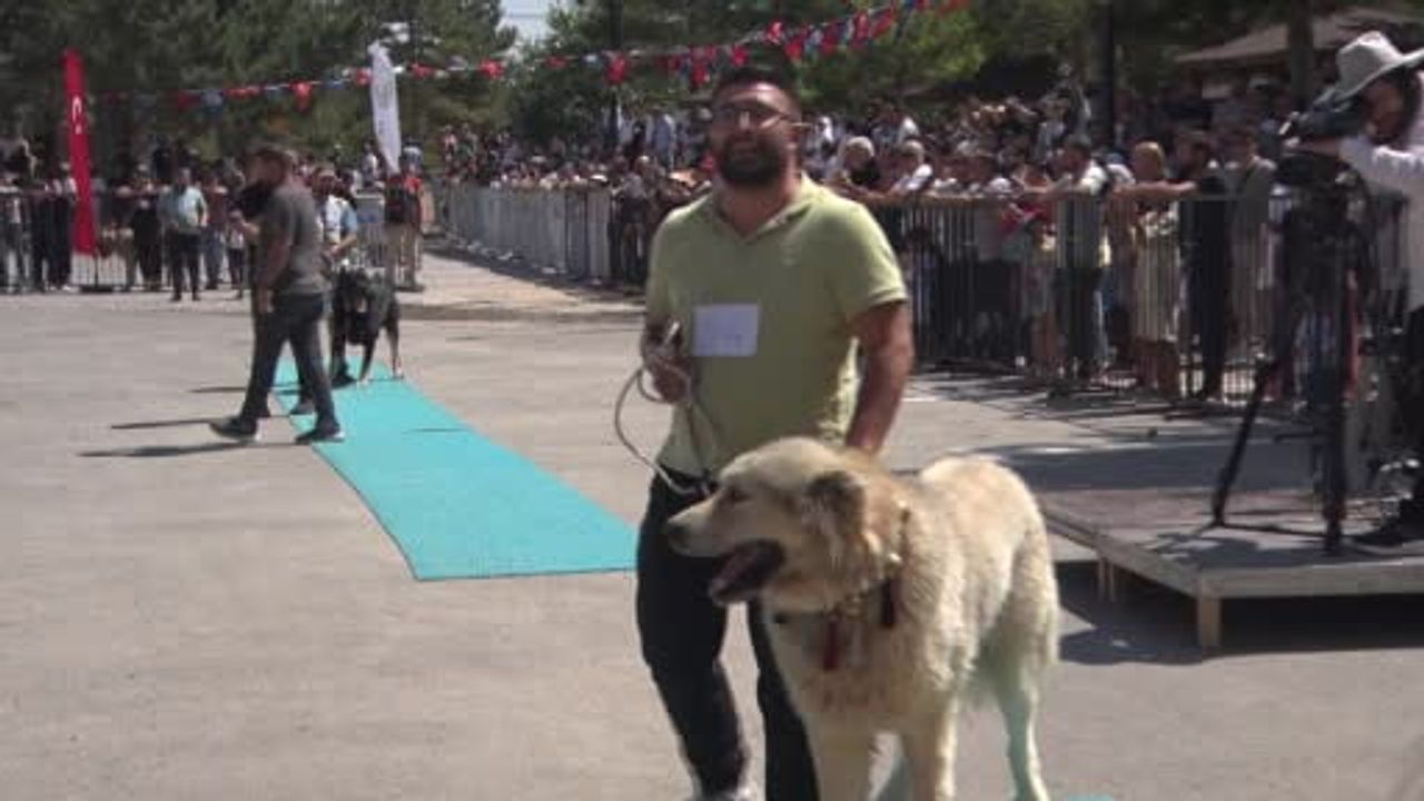 Bozkırın aslanları Sivas'ta 22 ilden gelen kangallarla yarıştı