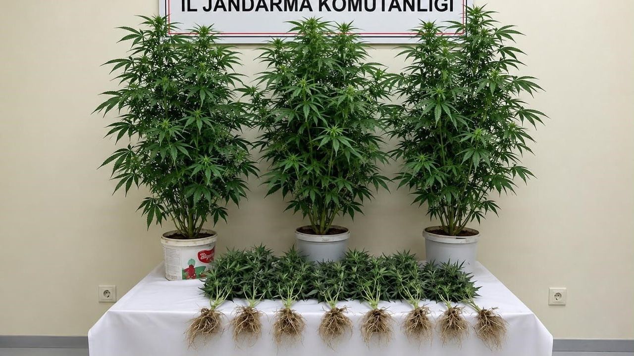 Bozova'da jandarma kenevir ekimine müdahale etti: 1 gözaltı, 13 kök ele geçirildi