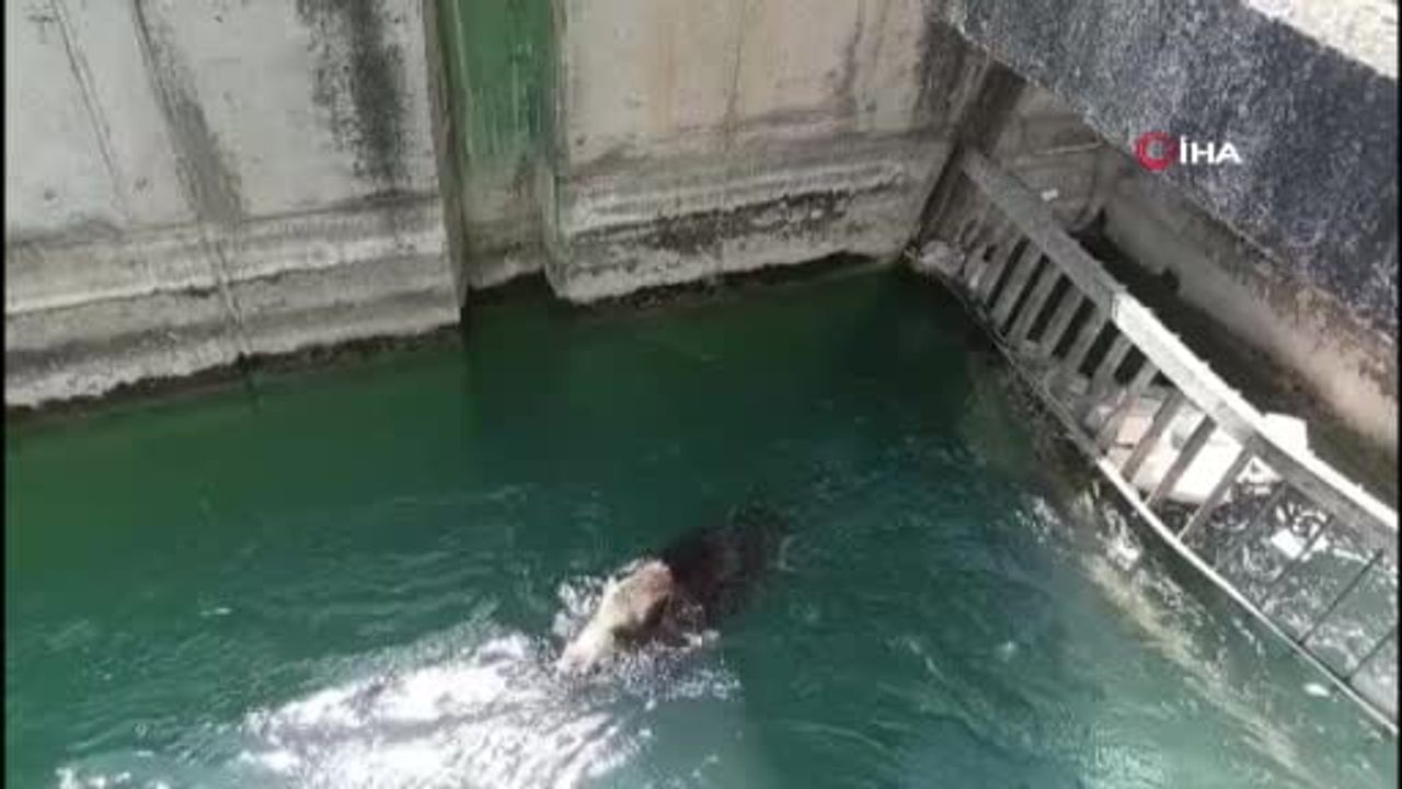Bozova'da sulama kanalından çıkarılan yaban domuzu doğaya bırakıldı