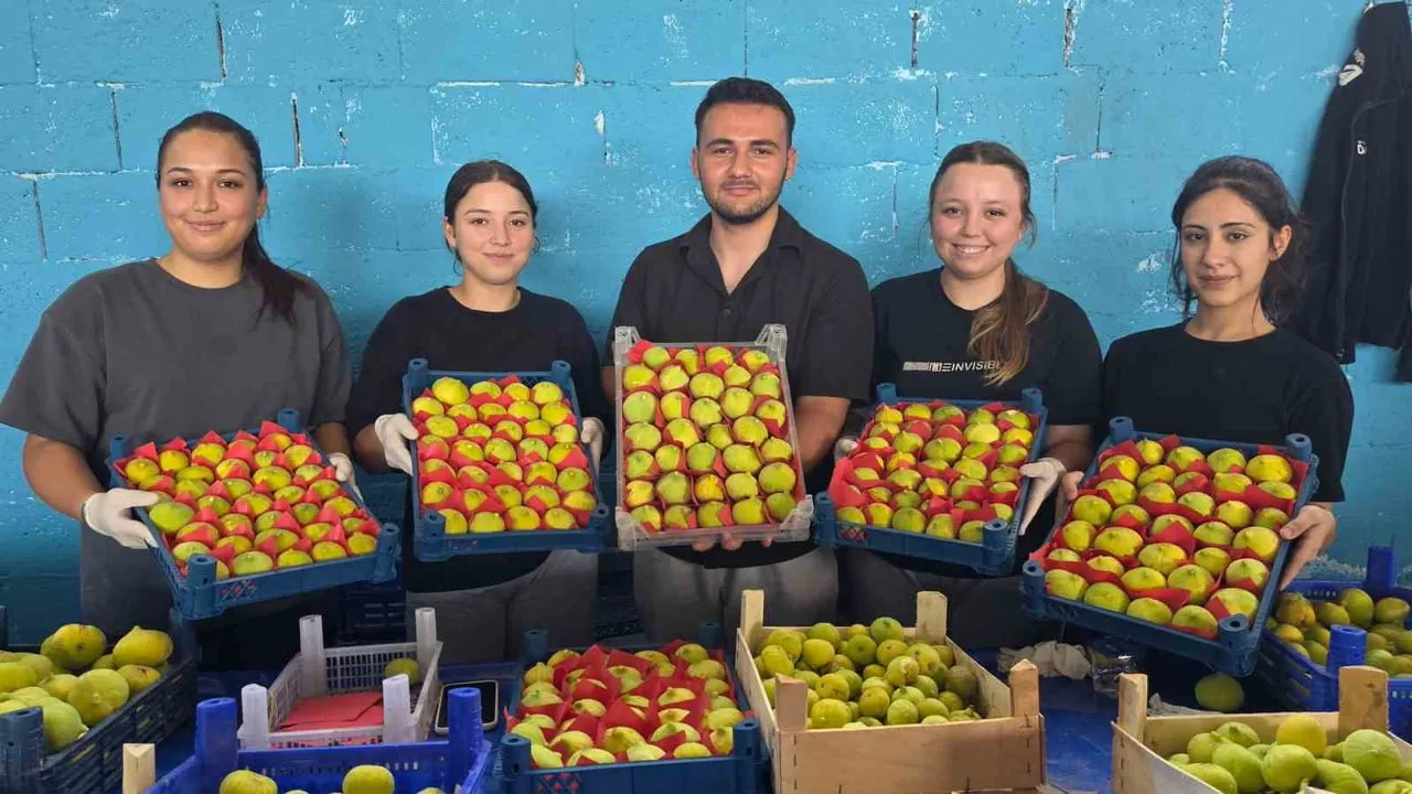 Buharkent'in erkenci inciri sofralara yolculuğa çıktı