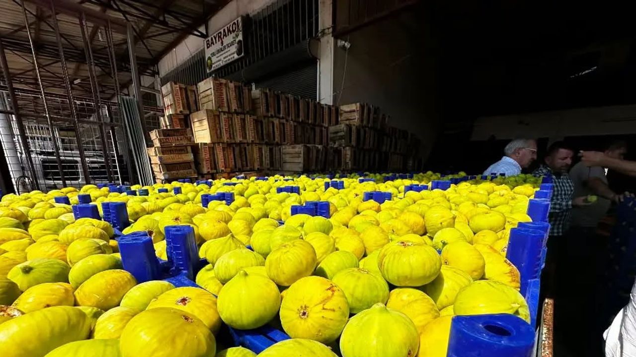 Buharkent'te incirde fusarium tehdidine karşı saha denetimi