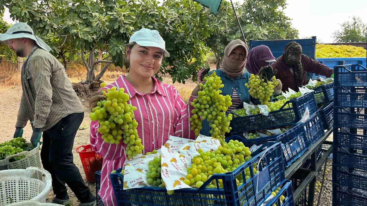 Buldan'da Süperior üzümünde sezonun ilk hasadı başladı