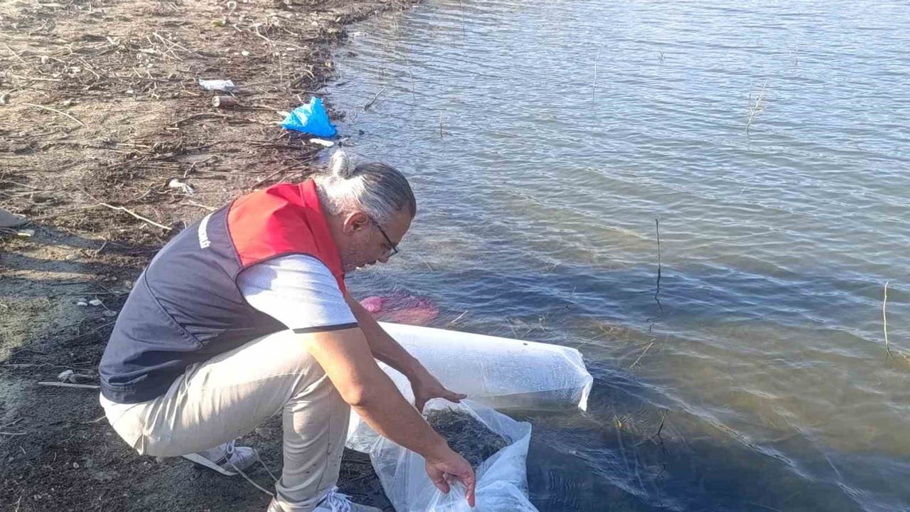 Buldan göletleri 80 bin yavru sazanla canlandı