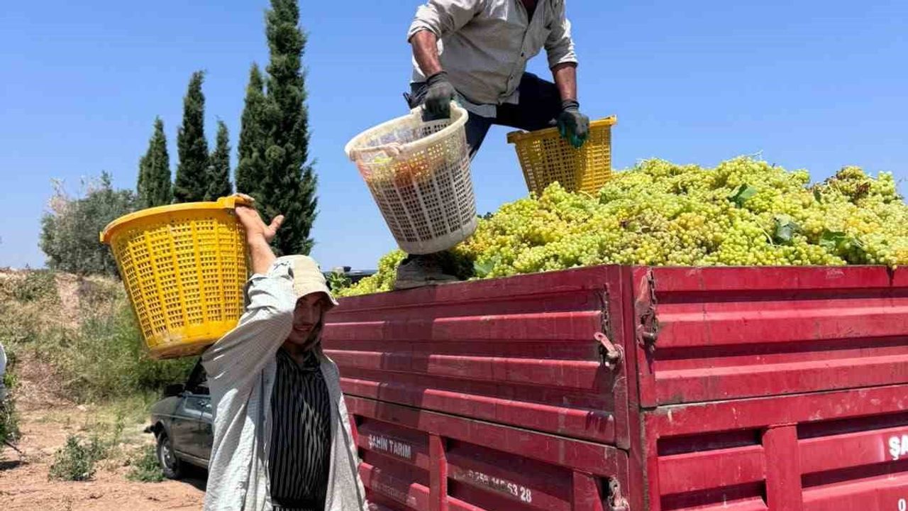 Buldanlı üreticiler artan maliyetlerle baş başa: kuru üzüm fiyatları belirsiz