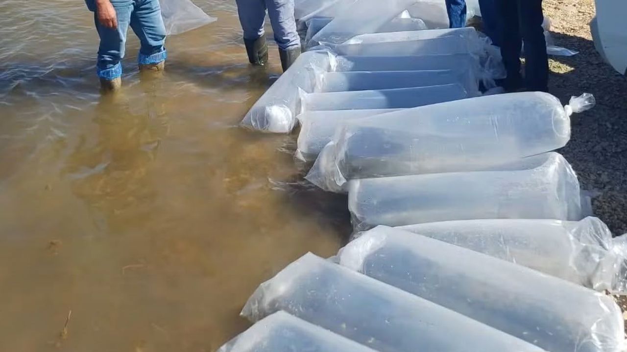 Burdur'un göl ve göletlerine yeni kuşak sazanlar bırakıldı