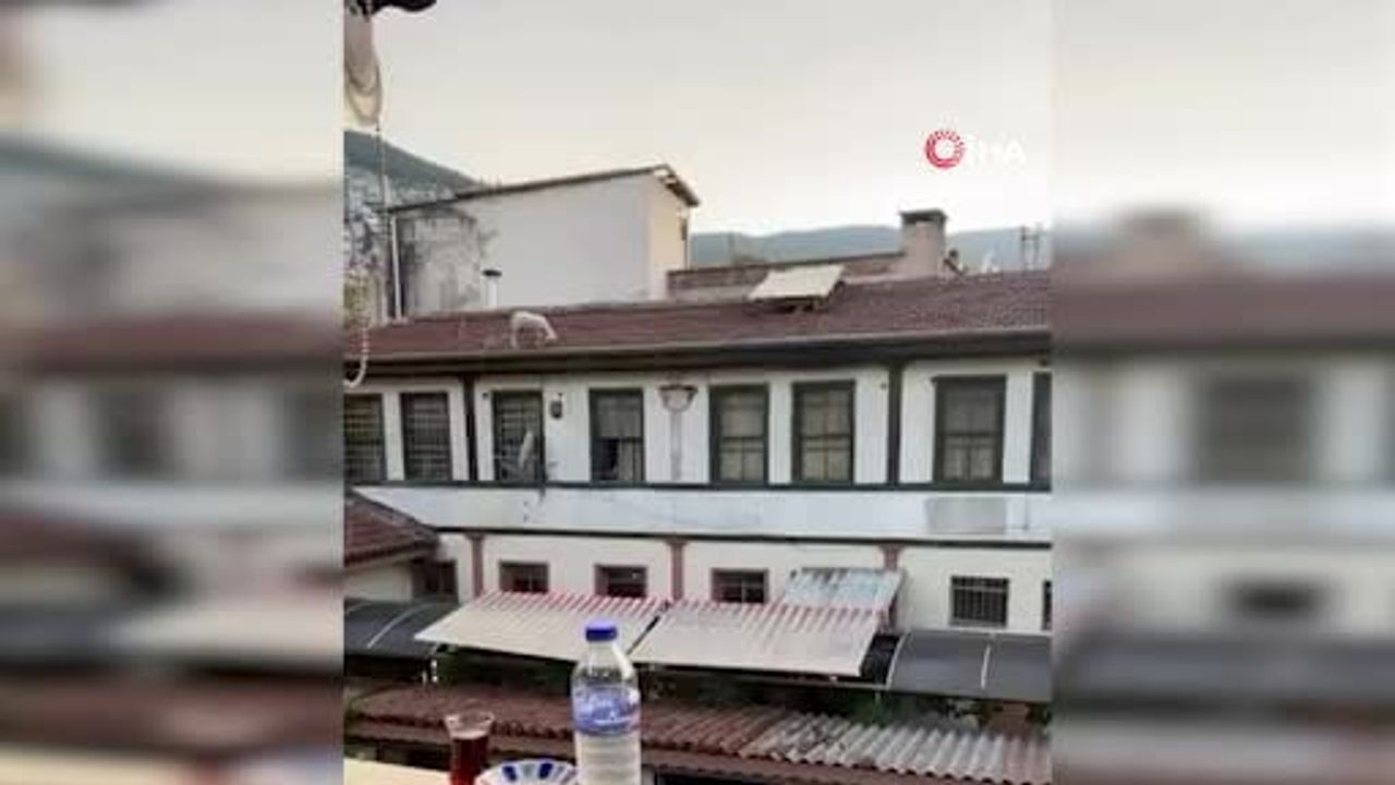 Bursa'da çatıda otlayan koyun kahvehane oyuncularını durdurdu