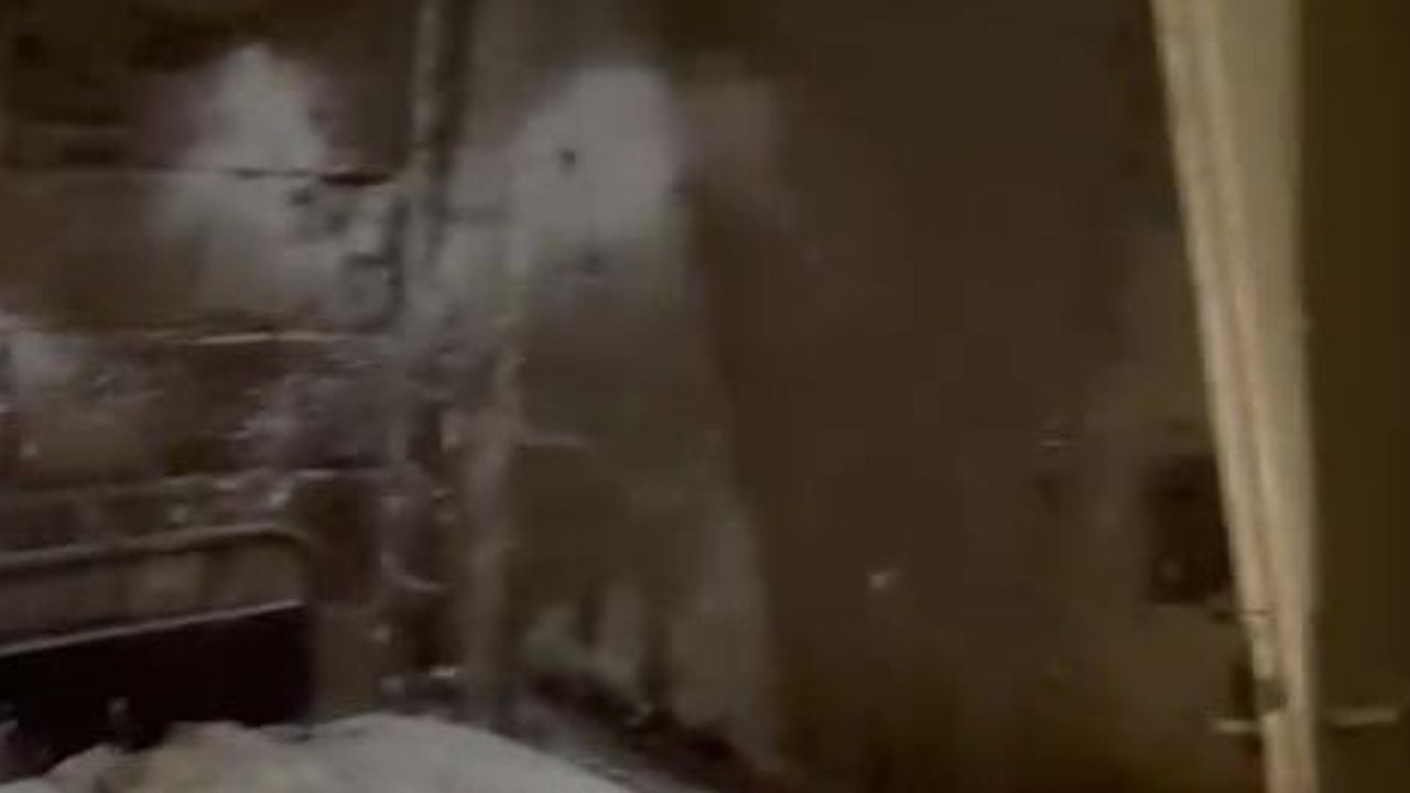 Bursa'da pire istilasıyla gündeme gelen apartmanda hayvan ihmali iddiası