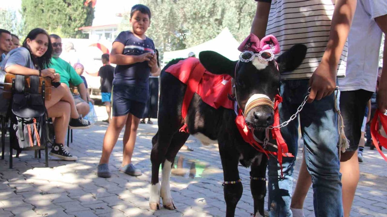 Buzağılar podyuma çıktı: Yerkesik'te 17 aday yarıştı