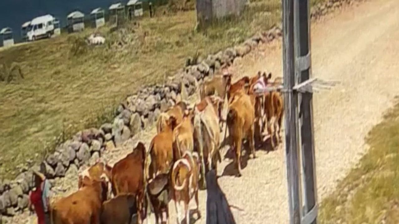 Çalınan sürünün 15 büyükbaşı Dalbahçe çevresinde bulundu