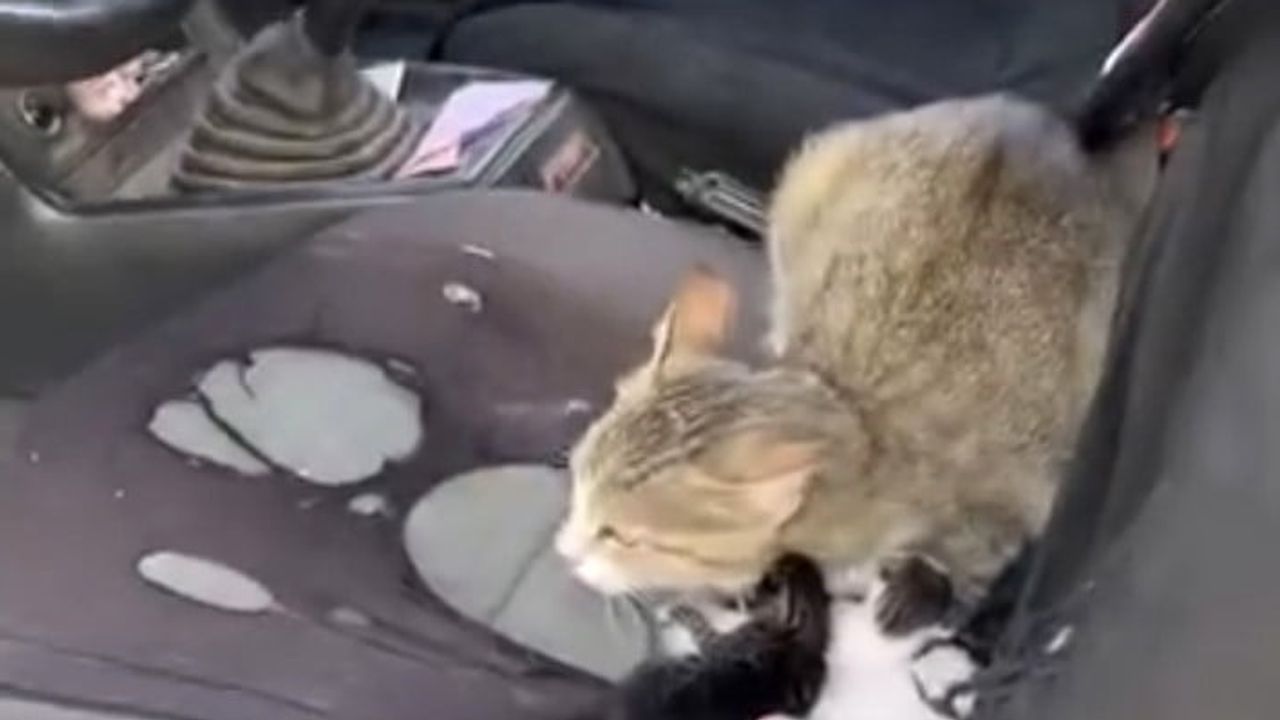 Camı açık araçta anne kedi doğum yaptı