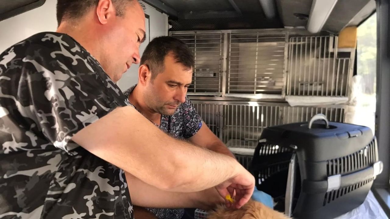 Can dost mobil tedavi aracı 20 ilçede sokak hayvanlarının yanına gidiyor