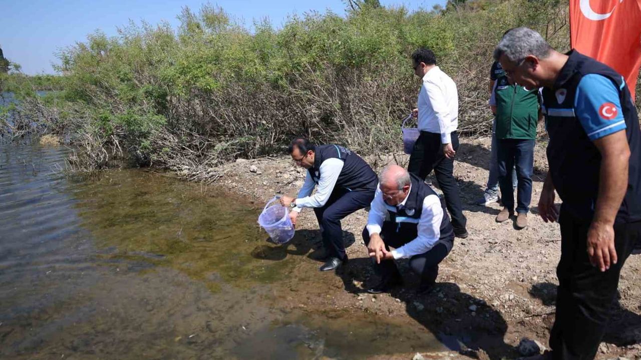 Çanakkale'de su kaynakları güçlendiriliyor: Atikhisar'a 348 bin sazan yavrusu bırakıldı