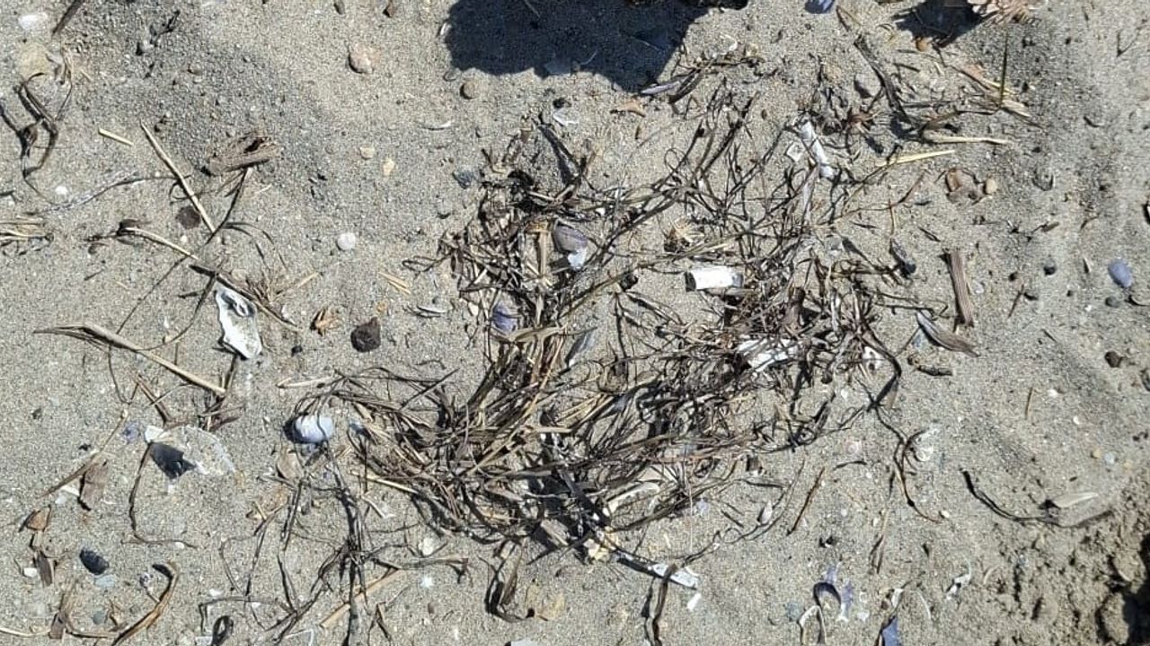 Çanakkale sahilinde bulunan askeri mühimmat alarmı