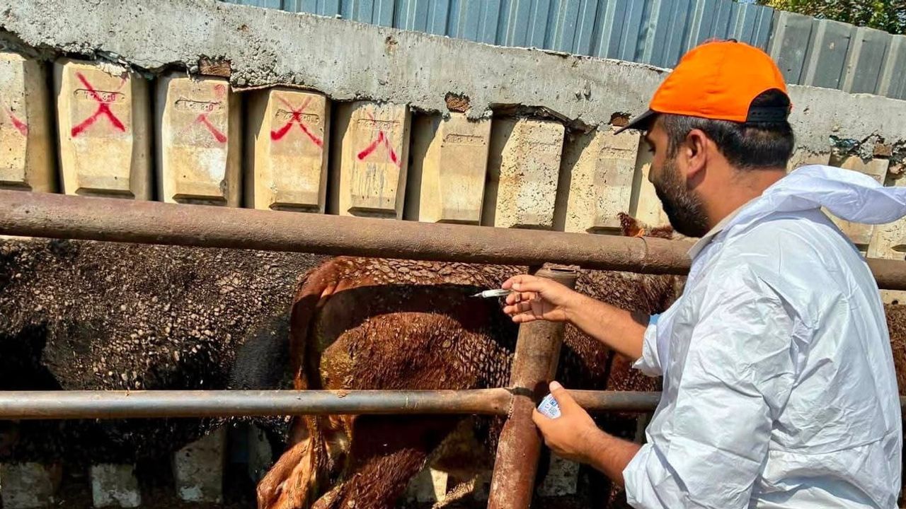 Çay'da ithal besiliklere yönelik kapsamlı sağlık denetimi