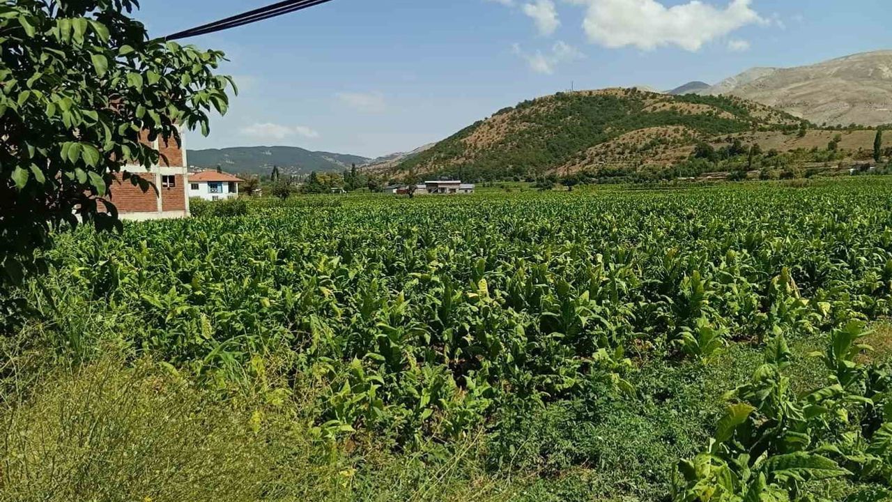Çelikhan'da dolu tarlaları parçaladı, Adıyamanlı tütün üreticileri yardım bekliyor