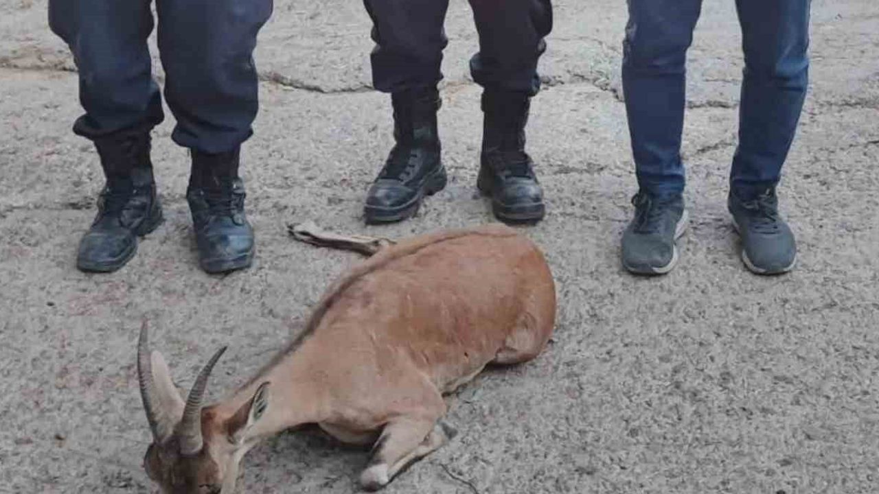 Çelikhan'da jandarmanın müdahalesi yaralı dağ keçisinin hayatını kurtardı