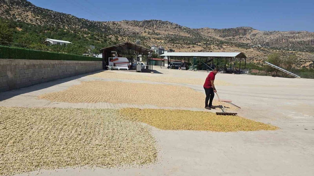 Çermik’te fıstık hasadı başladı, üreticiler rekolte uyarısında