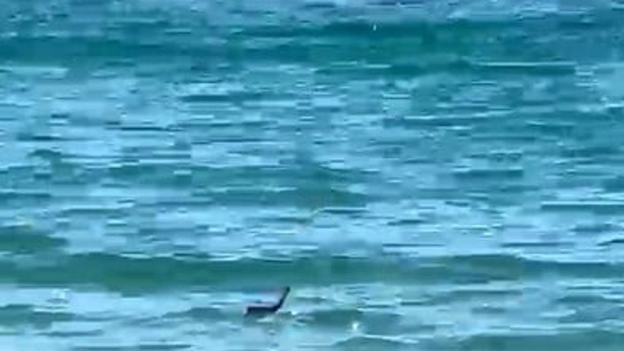 Çeşme'de denizde yılan sürprizi: bazıları yüzmeye devam etti