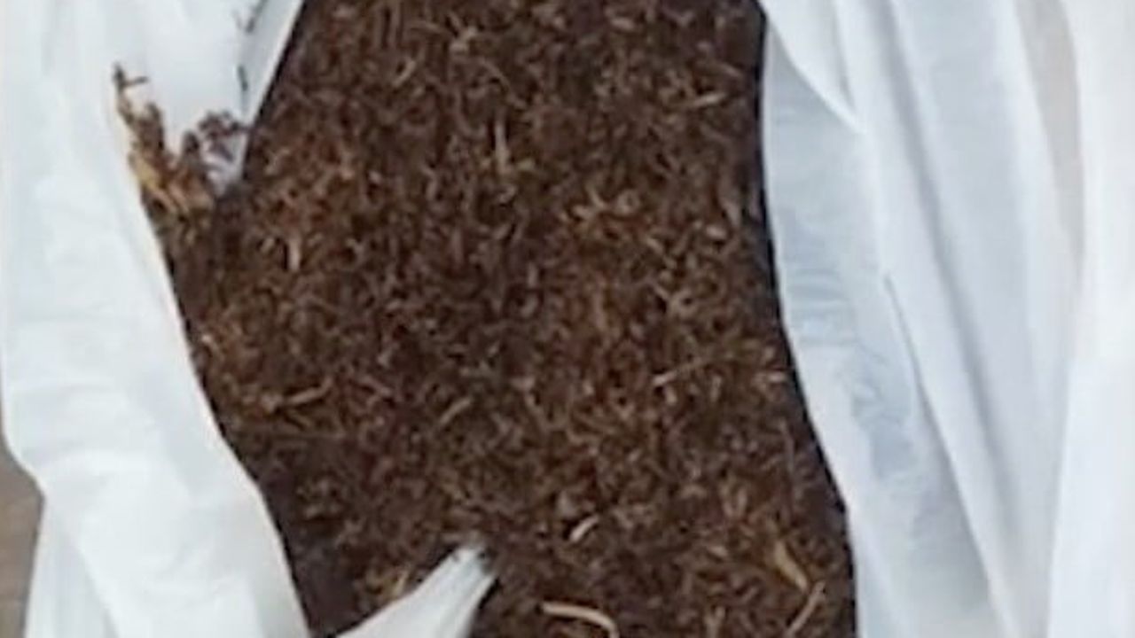Cide'de bonzai operasyonu: zanlı tutuklandı
