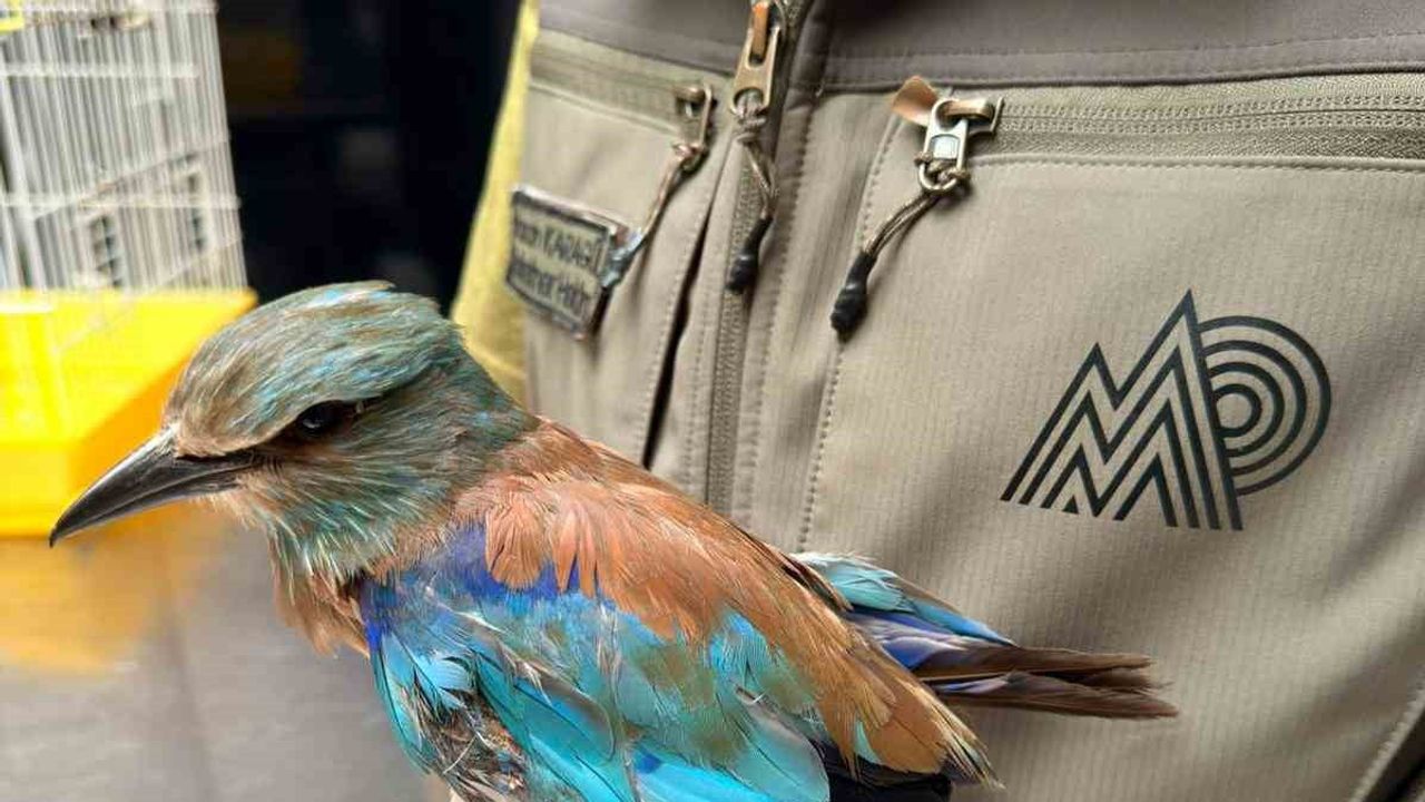 Çiftçi dostu gökkuzgun Kocaeli'de tedaviye alındı
