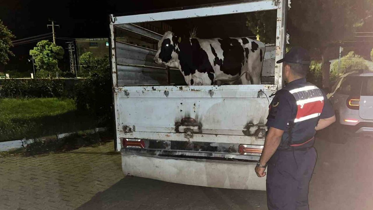 Çine'de 365 bin liralık büyükbaş satışında eksik ödeme jandarmayı harekete geçirdi