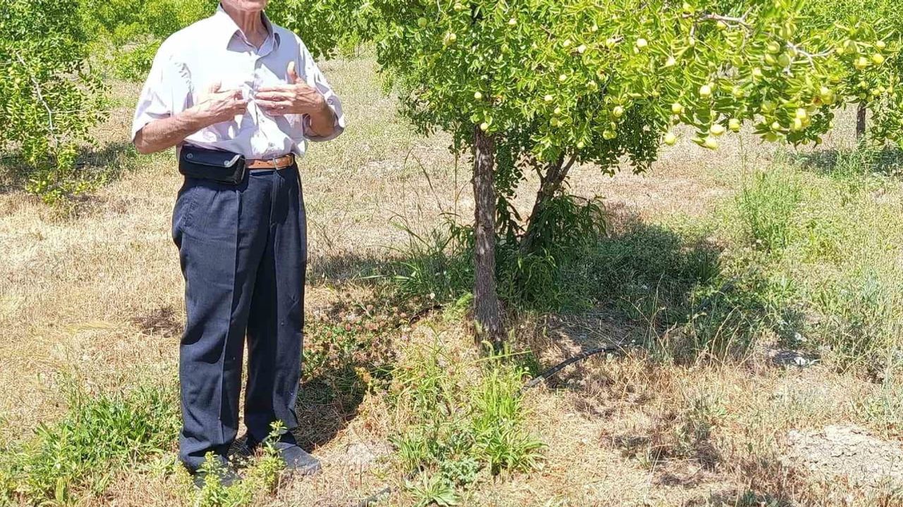 Çivril'de hünnap mevsimi: yüzlerce yıllık ağaçlardan yeni çeşitlere