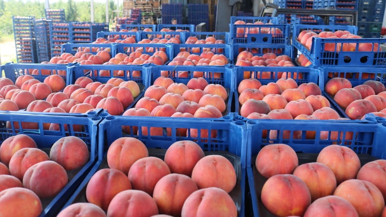 Çivril şeftalisinde ihracattaki belirsizlik fiyatları maliyetin altına çekti