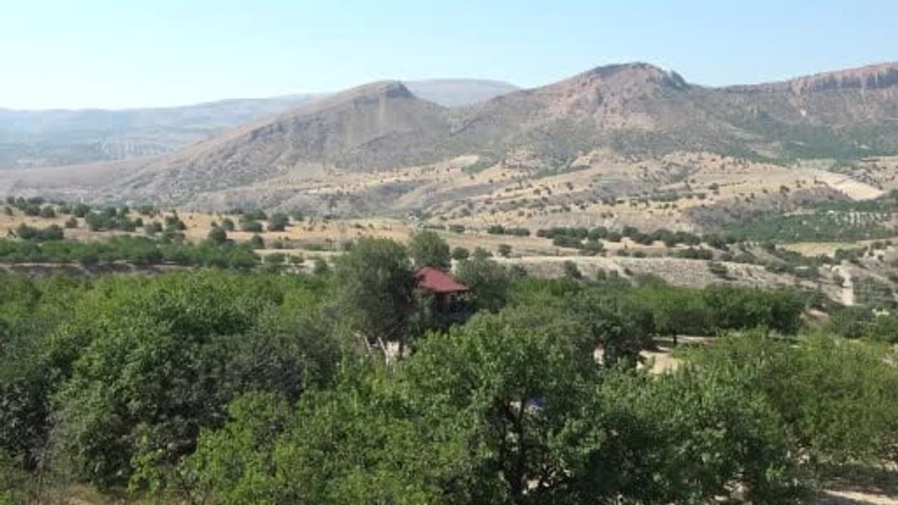 Çocukluk ağacının gövdesine kurulan ev: dallar odaların içinden geçiyor
