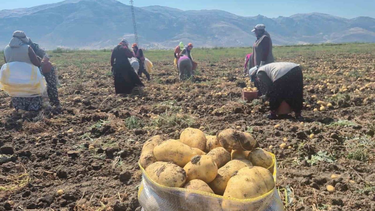 Çölovası'nda serin suyun bereketi patates üreticisini sevindirdi