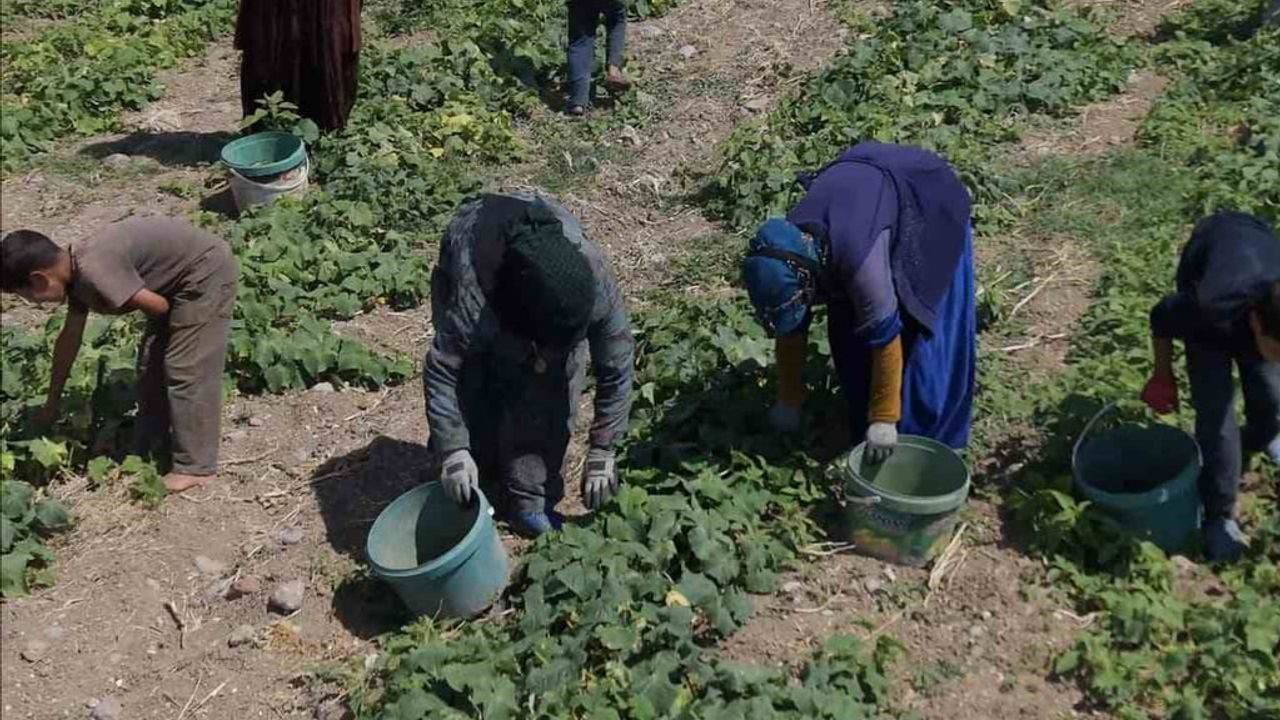 Çubuk'ta kavanoza uzanan hazırlıklar: 18. uluslararası turşu festivali kapıda