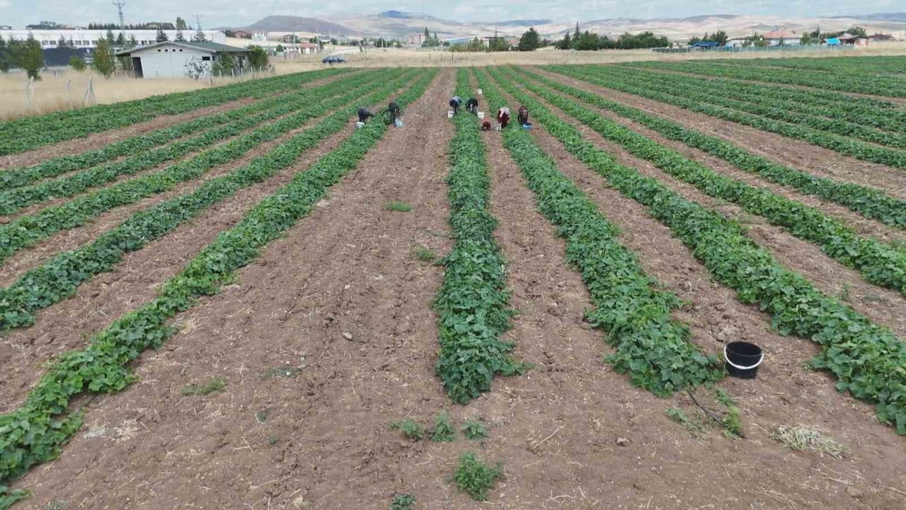 Çubuk turşusu için tarlada sabah mesaisi sıcağa rağmen sürüyor