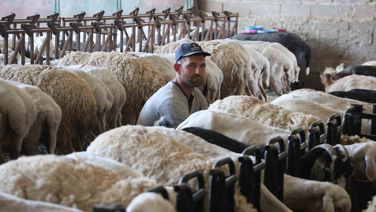 Dağ koyunlarının elle sağımı kadın emeğini gelire dönüştürüyor