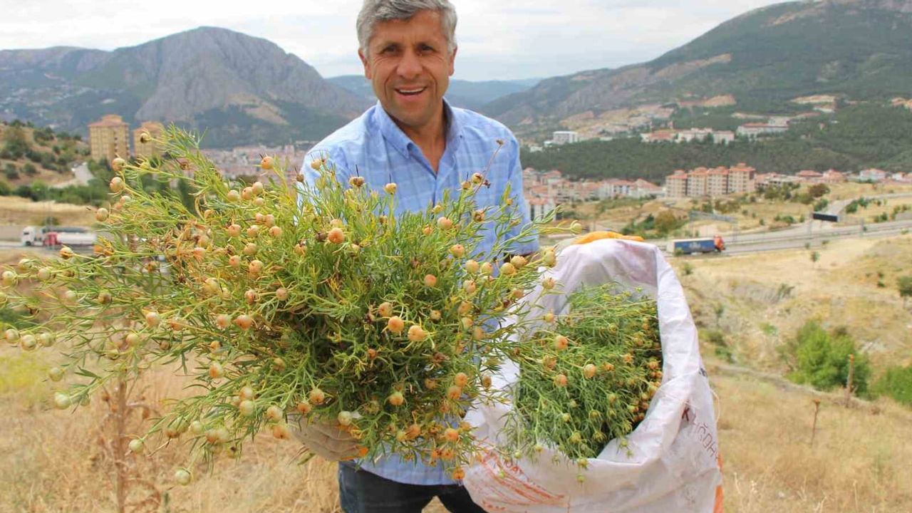 Dağ yamaçlarından evlere: Amasya'da üzerlik otu rağbet görüyor